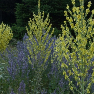 Verbascum speciosus & Nepeta nuda